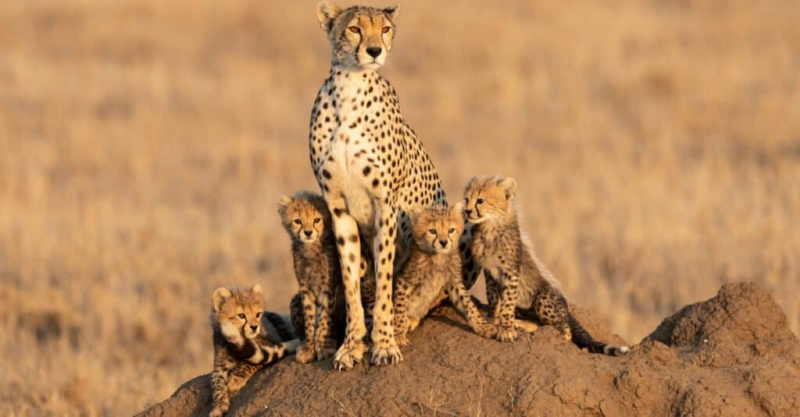   leglo mladičev gepardov