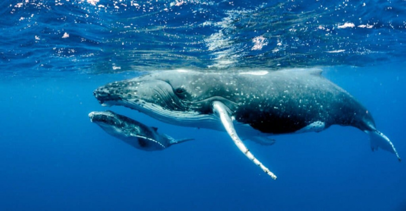   mati in mladič kita grbavca plavata skupaj