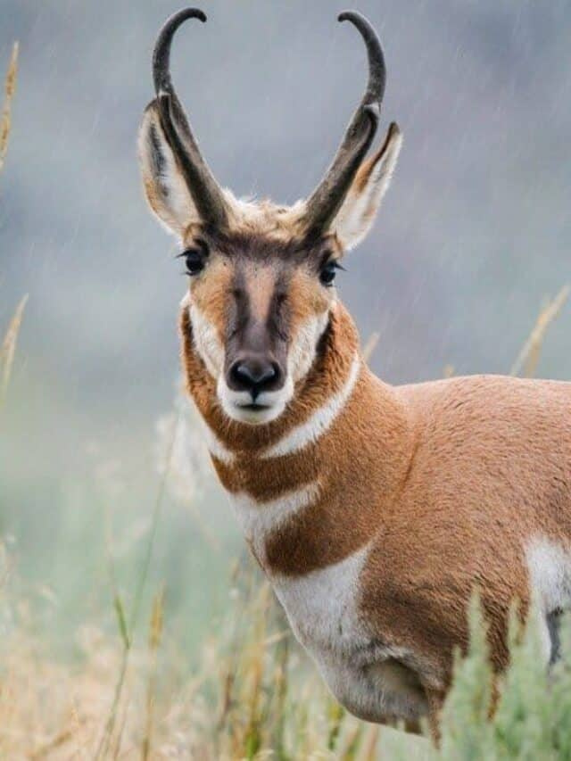   شمالی امریکہ کے لیے منفرد جانور: pronghorn