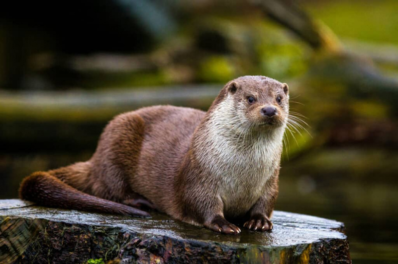 Otter Poop: Semua yang Anda Ingin Tahu