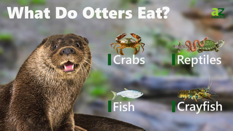   Imej Apa yang Dimakan Otters