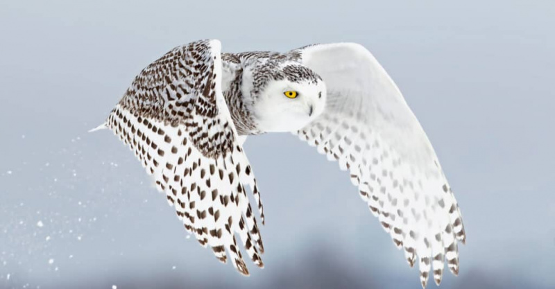   Lumipöllö (Bubo scandiacus) nousee ylös ja lentää matalalla metsästäen lumisella pellolla Ottawassa, Kanadassa.