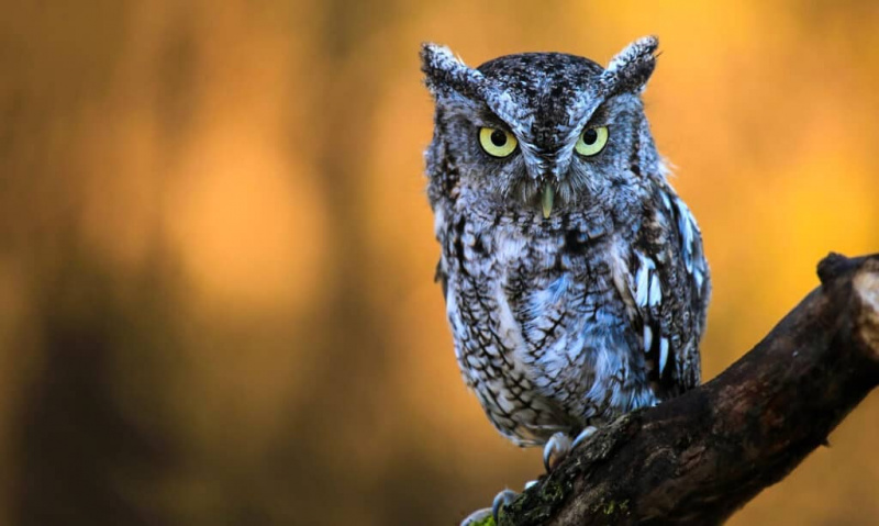   Östra Screech Owl