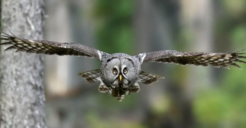   Động Vật Bạc - Great Grey Owl