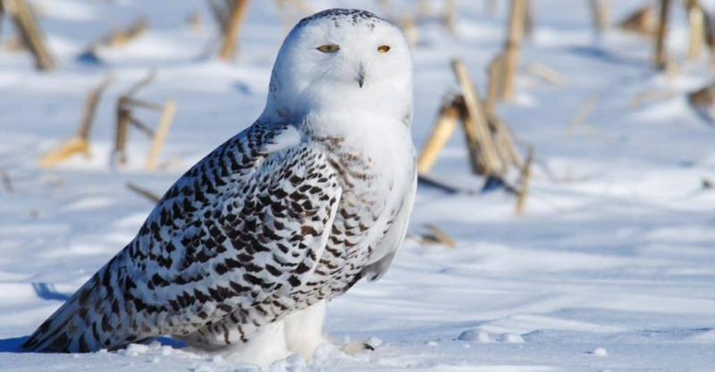   Snowy Owl sa snow field