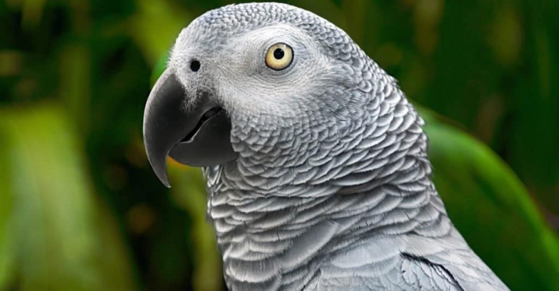   Animais mais inteligentes - papagaio cinza africano