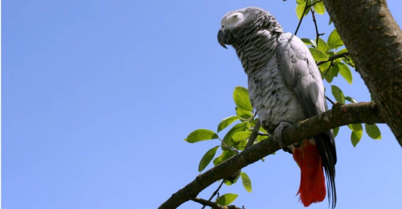   Papagaio cinza africano no alto da árvore