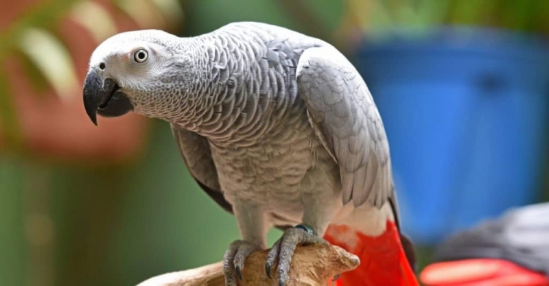   Aafrika hall papagoi