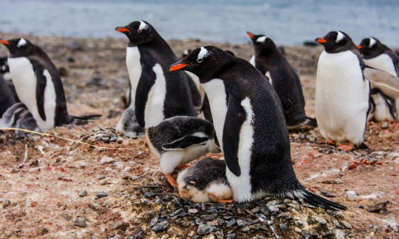  пингвин's chicks poops