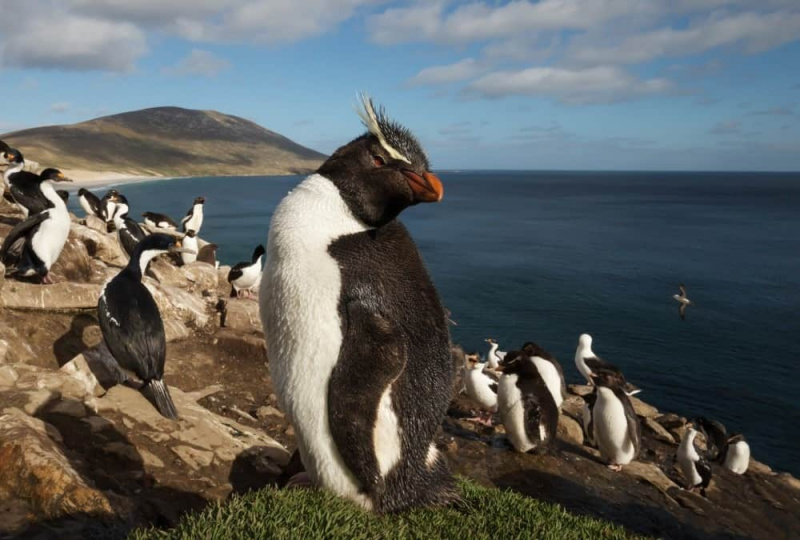   Bližnji posnetek pingvina Rockhopper (Eudyptes chrysocome), ki stoji v skupini pingvinov in cesarskih kormoranov na obalnem območju Falklandskih otokov.