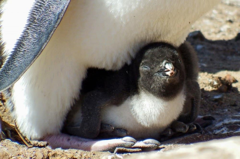  Piščanec pingvina Rockhopper uživa na soncu