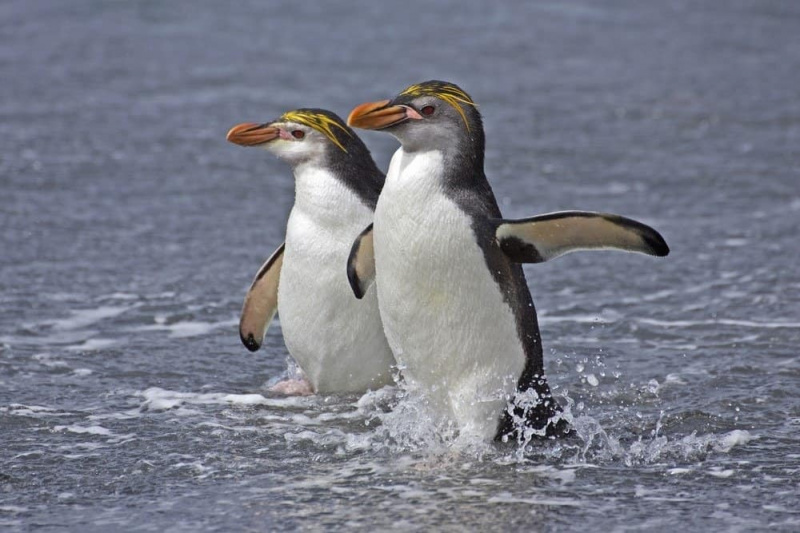   Dalawang Royal Penguins sa tubig, Macquarie Islands, Australia