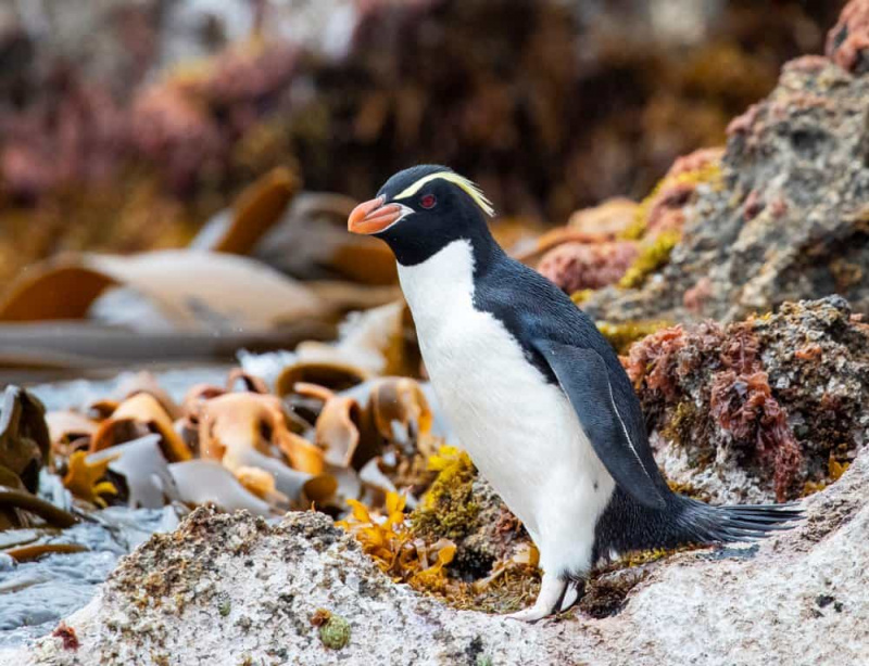   Crested Penguin sa mga bato