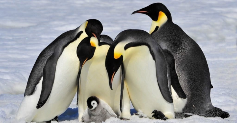   Faktid loomadest: pingviinid