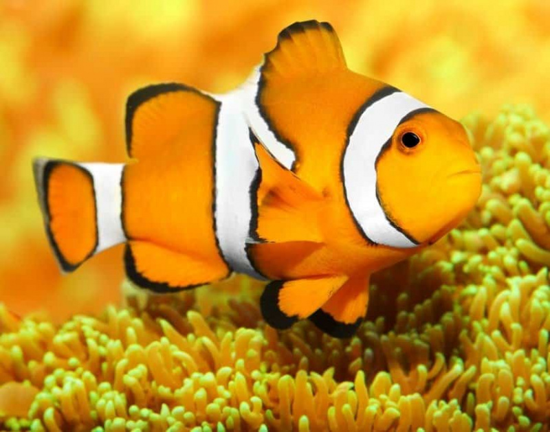  उष्णकटिबंधीय रीफ मछली - क्लाउनफ़िश