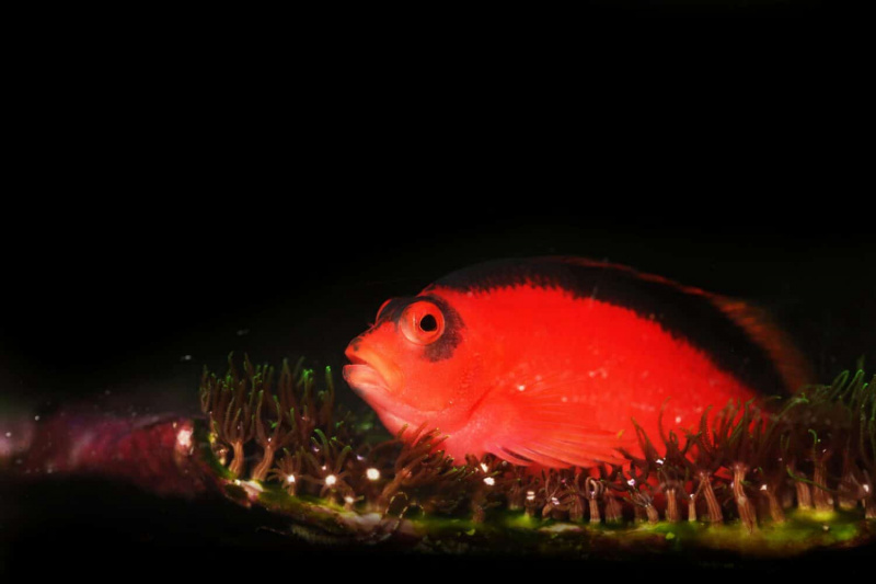   liepsnos hawkfish (Neocirrhites armatus) iš Ramiojo vandenyno rifo