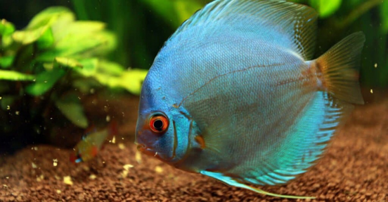   Blue Fish - Blue Discus