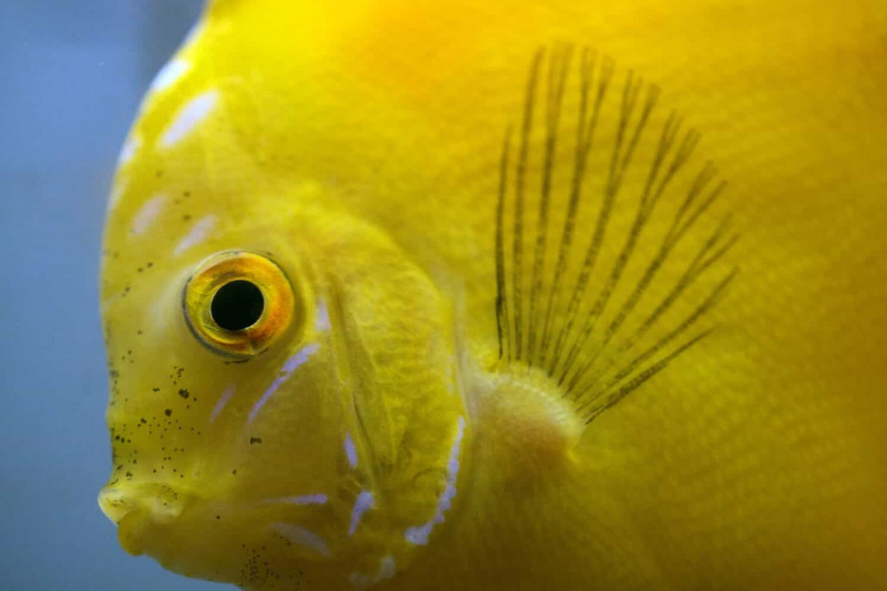   geltona diskinė žuvis gėlo vandens akvariume