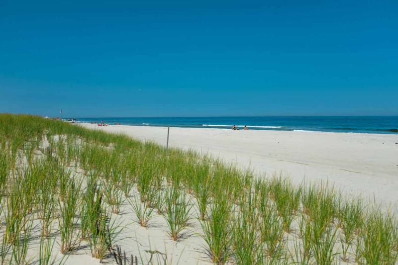   Äsja istutatud American Beachgrass New Jersey osariigis Island Beachi looduspargi liivadüünidesse, taustaks Atlandi ookean kuumal suvepäeval