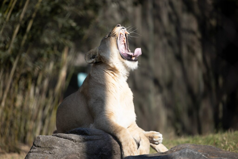   Samica leva, ki zeha, v živalskem vrtu Maryland, Baltimore 2021
