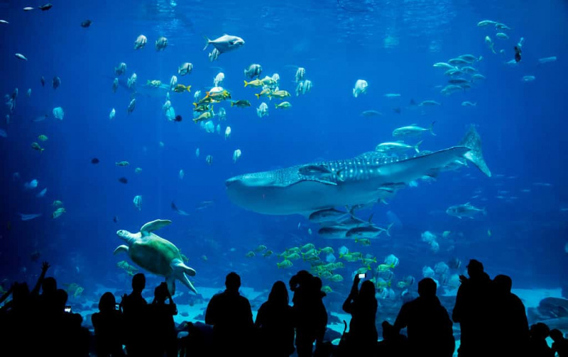 7 neįtikėtini akvariumai ir zoologijos sodai Kolorado valstijoje