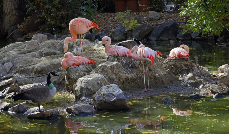   Čudoviti flamingi v živalskem vrtu v Denverju v Koloradu.