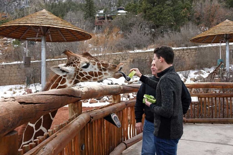   Oče in sin obiščeta živalski vrt Cheyenne Mountain Zoo v Colorado Springsu in hranita solato žirafe, ki je priljubljena atrakcija.