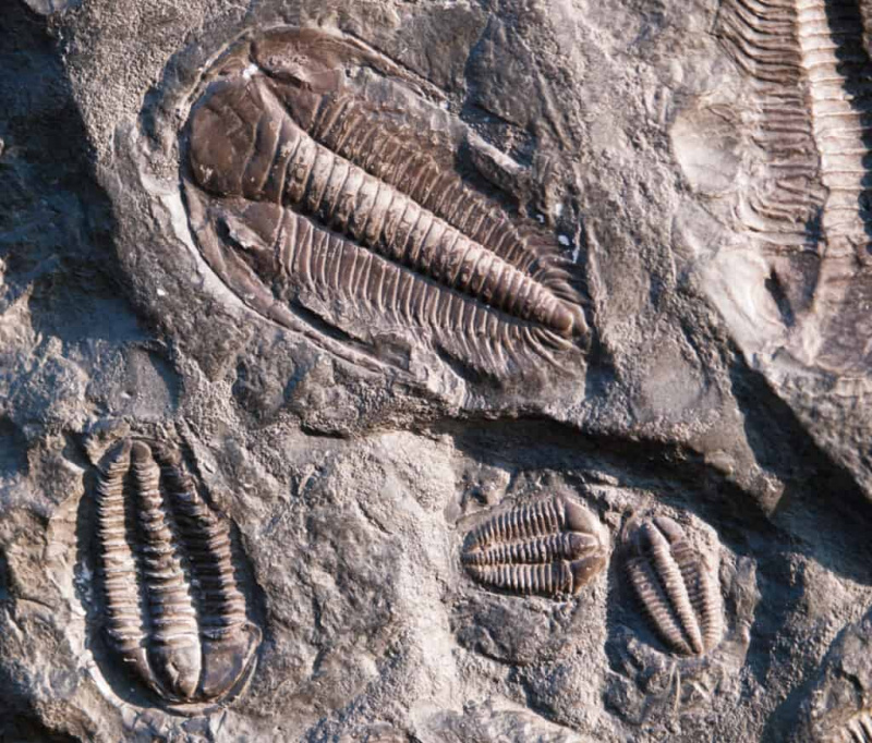   Esihistorialliset kivettyneet trilobiitit Barrandienista Tšekin tasavallasta kambrin ajalta