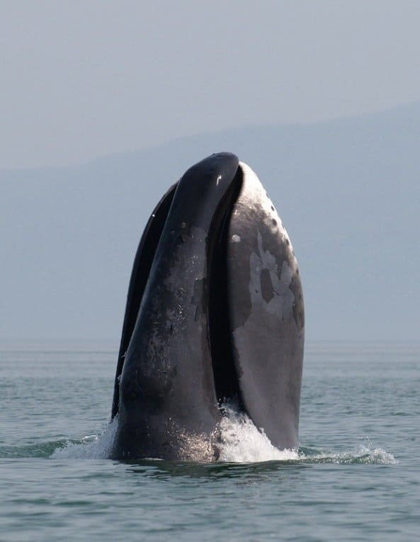   Prie vakarinės Ochotsko jūros pakrantės prasilenkia banginis