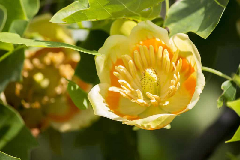   Cvetoči topoli tulipani