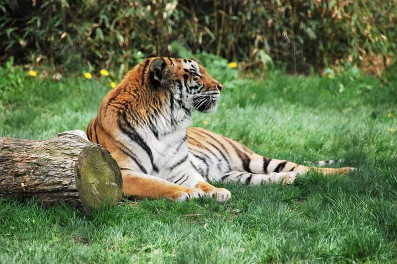   Tiger - Franklin Parkin eläintarha