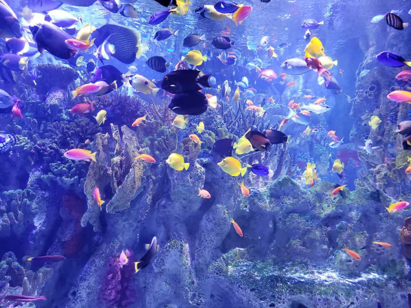   шарене рибе у акваријуму
