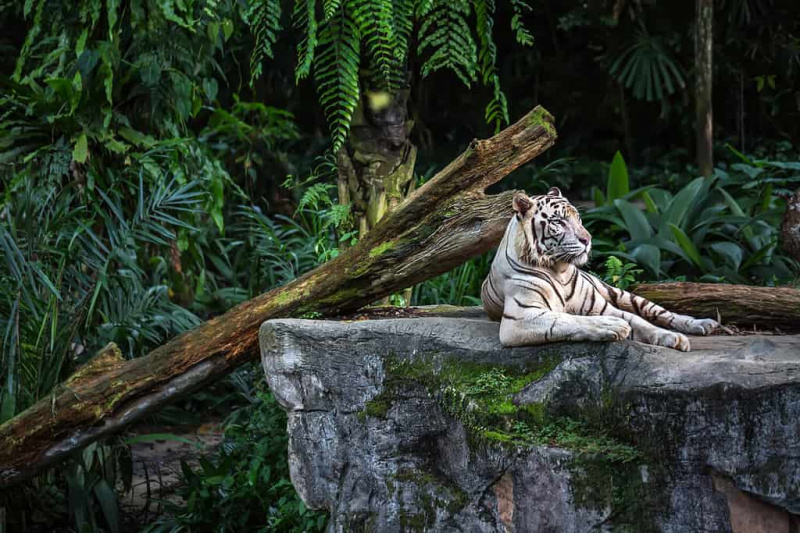   Снажни бели тигар са плавим очима одмара се на стени на позадини биљака у зоолошком врту у Сингапуру. Цлосеуп пхото. Хоризонтално.