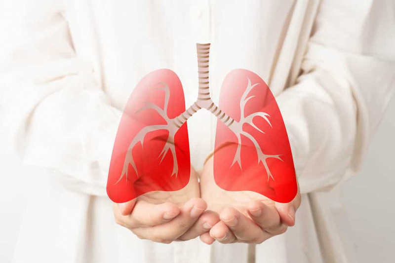   Menschliche Hände, die das Lungenorgansymbol halten. Bewusstsein für Lungenkrebs, Lungenentzündung, Asthma, COPD, pulmonale Hypertonie, Weltnichtrauchertag und Öko-Luftverschmutzung. Atmungs- und Brustkonzept.