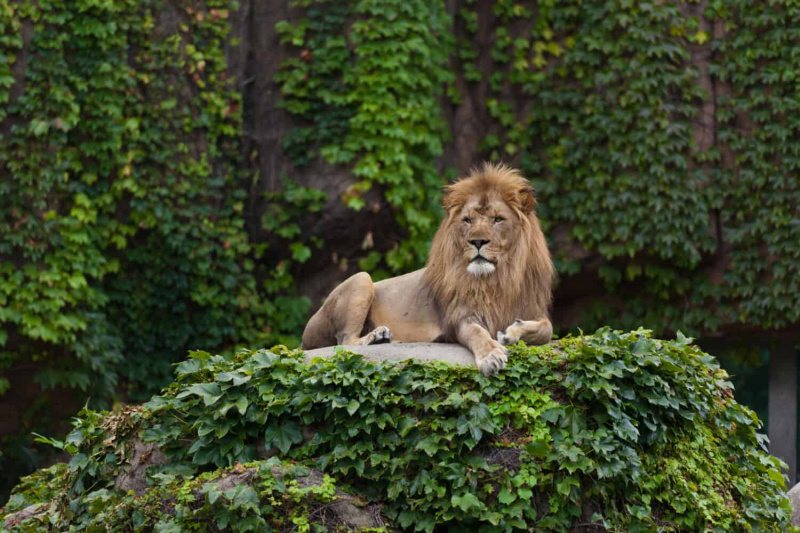   Liūto patinas. Linkolno parko zoologijos sodas. Čikaga, IL.
