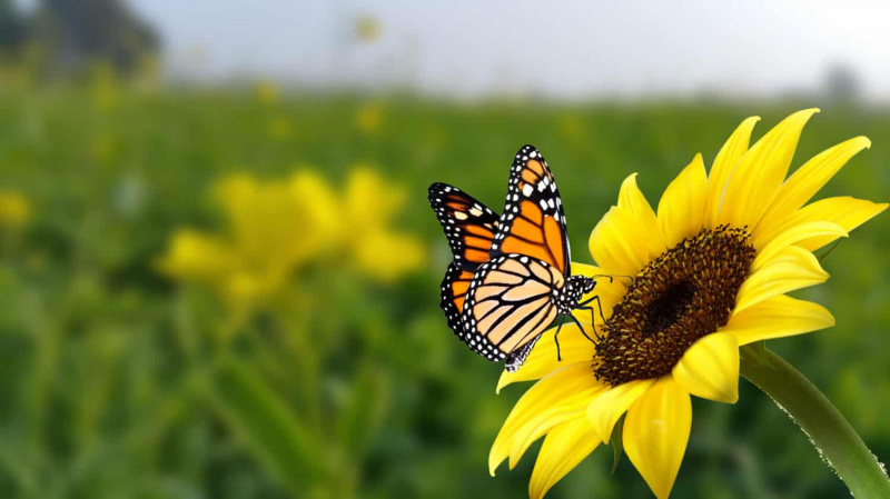   drugelis monarchas ant gėlės. Drugelio monarcho vaizdas ant saulėgrąžų su neryškiu fonu. Gamtos atsarginis vabzdžio vaizdas iš arti. Gražiausias drugelio sparnų vaizdas ant gėlių.