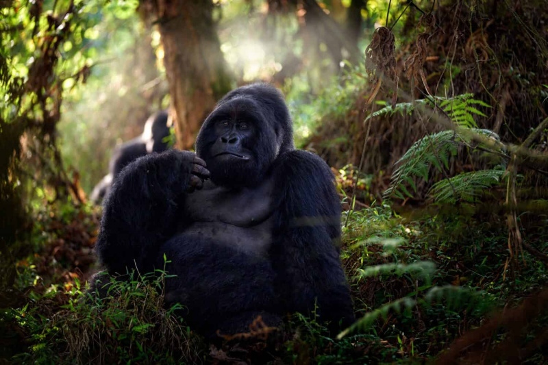   ماؤنٹین گوریلا، یوگنڈا میں مگہنگا نیشنل پارک۔ جنگل، افریقہ میں جنگلی بڑے سیاہ سلور بیک بندر کی کلوز اپ تصویر۔ جنگلی حیات کی فطرت۔ سبز پودوں میں ممالیہ۔ گوریلا جنگل میں بیٹھا ہے،