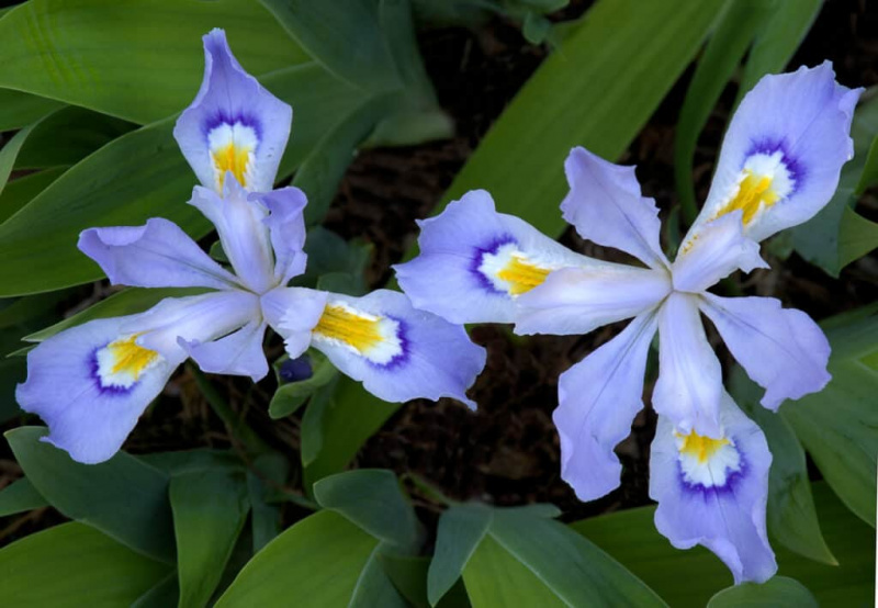 5 violettia monivuotista kukkaa