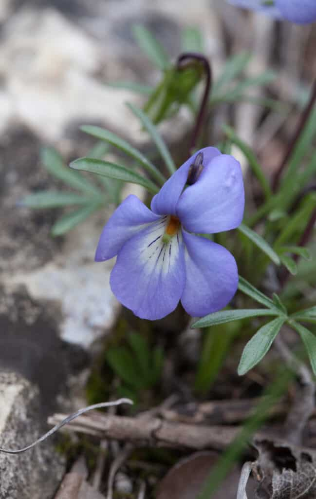   Bunga liar Birdsfoot Violet biru muda yang manis mekar di lantai hutan