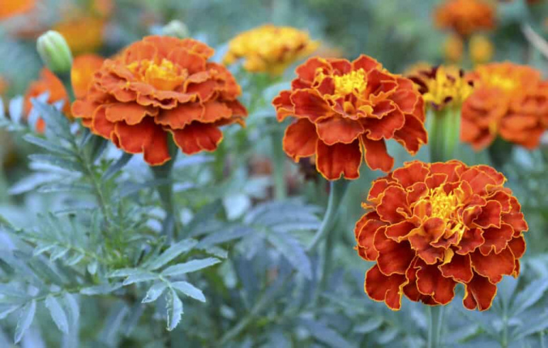   Oranžno rumen francoski ognjič ali cvet Tagetes patula na zamegljenem vrtnem ozadju. Ognjiči.