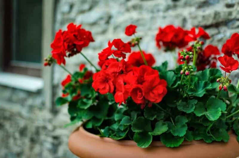   Červené kvety pelargónie v kvetináči.