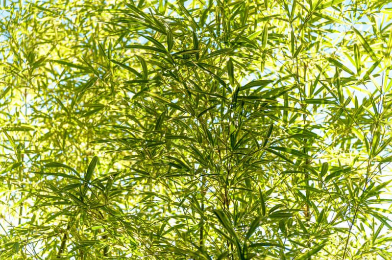 Bambus in Washington