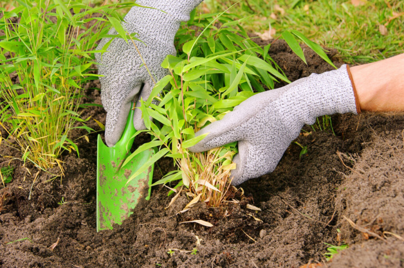   Plantació de bambú al jardí