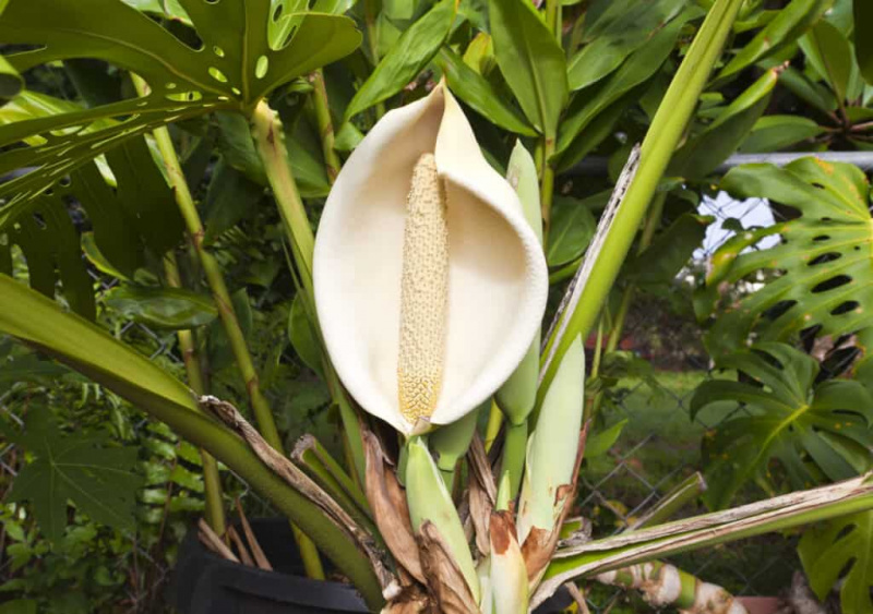   La plus grande plante Monstera