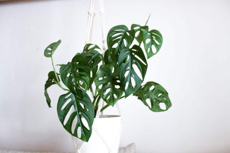 Största Monstera-växten