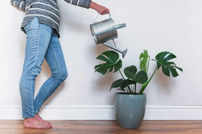 Största Monstera-växten