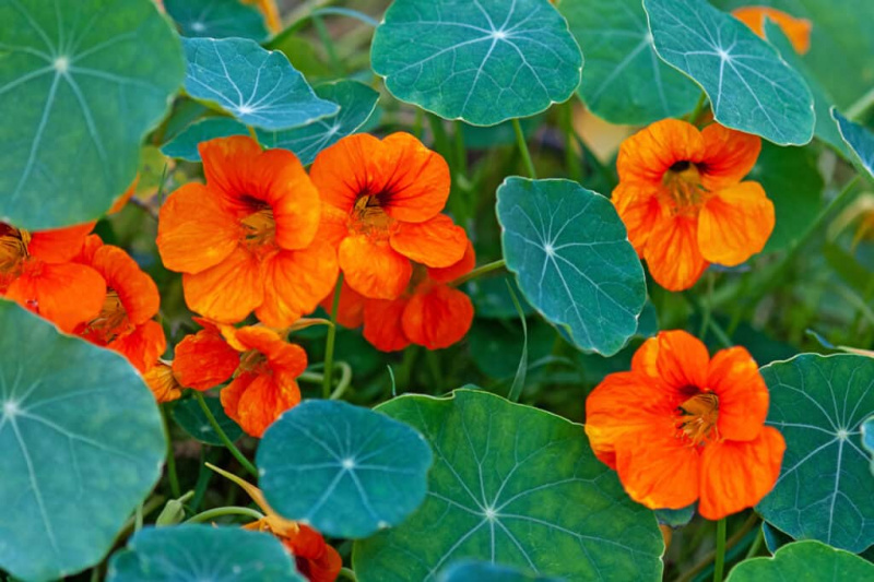   नास्टर्टियम - गोल पत्तियों और चमकीले नारंगी, पीले, या लाल सजावटी खाद्य फूलों के साथ दक्षिण अमेरिकी अनुगामी पौधा