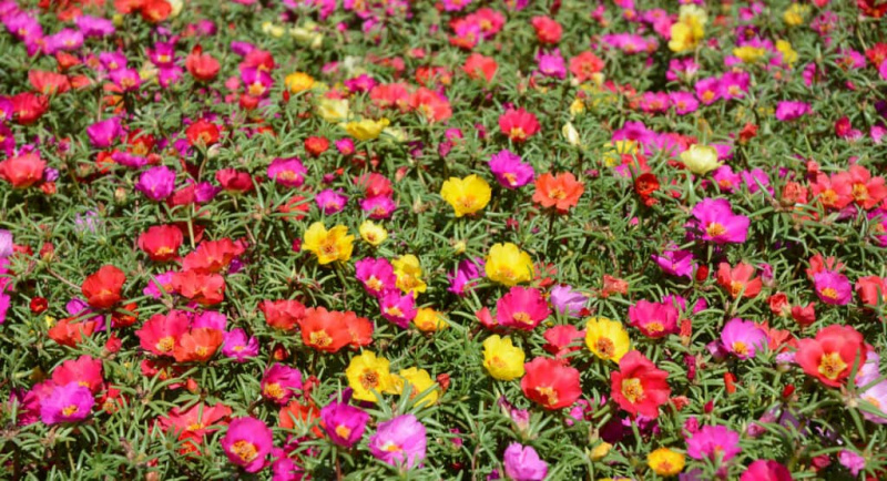   हॉगवीड या पोर्टुलाका के रंगीन फूलों को मॉस गुलाब के रूप में भी जाना जाता है।