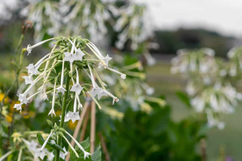   Närbild av en klunga av långsträckta, rörformade vita blommor med stjärnformade ändar av blommande tobak (nicotiana sylvestris) i blom, mot en ofokuserad bakgrund av fler tobaksblommaklasar mitt i ett hav av grönt.