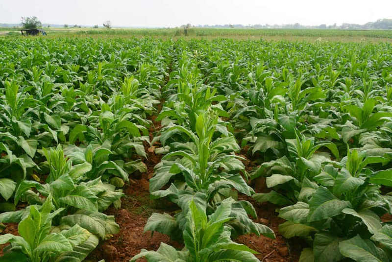   Tusentals omogna (gröna) äkta tobaksplantor som växer i raka rader på en odlad åker